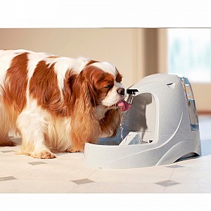 Drinkwell Platinum Pet Cat and Dog Water Fountain